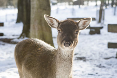 Portrait of a roe deer in the sunlight