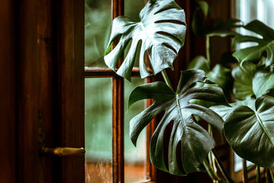 Close-up of potted plant against window