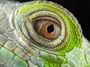 Close-up of a lizard