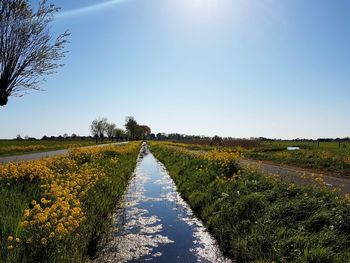 Scenic view of field against clear sky