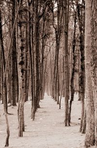 Road passing through forest