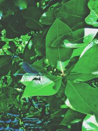 Close-up of insect on leaf