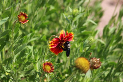 Close-up of insect on red flower