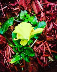 High angle view of yellow flowers blooming outdoors