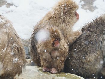 High angle view of monkeys sitting on rock