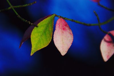 Close-up of autumnal leaves against blurred background