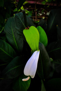 Close-up of flower on plant