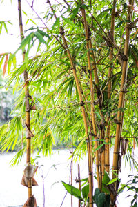 Low angle view of a tree