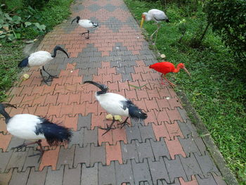 High angle view of bird perching on ground