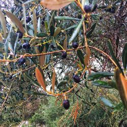 Close-up of fruits hanging on tree