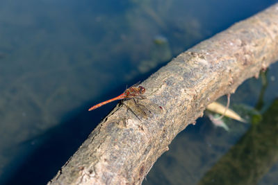 High angle view of insect on tree