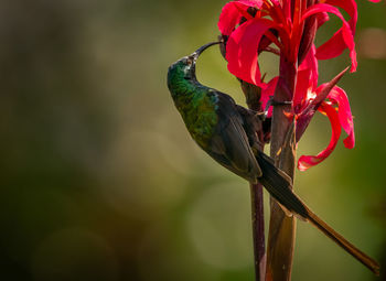 Loten sunbird perched in a flower