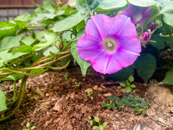 Close-up of purple flower blooming in garden