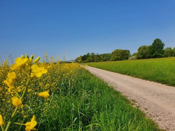 Scenic view of field against clear blue sky