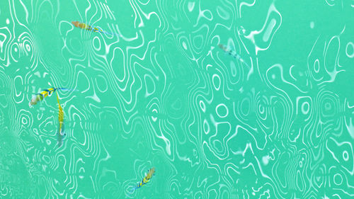 Top view shot of colorful fish in the light green water ripple reflection texture background