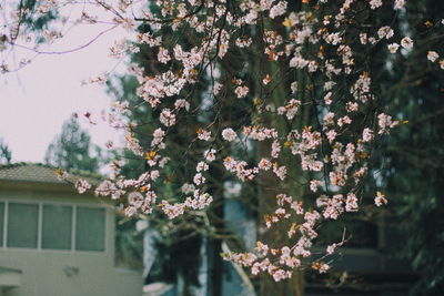 Low angle view of flowering tree by building