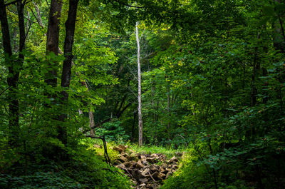 Scenic view of forest