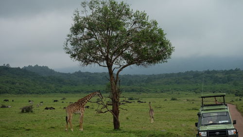 View of tree on field against sky