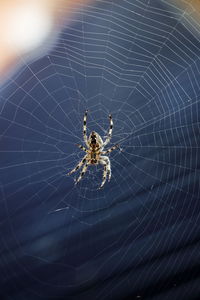 Close-up of spider web