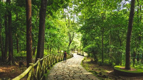 Rear view of man walking on footpath amidst trees in park