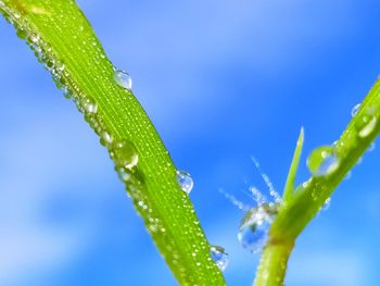 Close-up of wet plant against blue sky