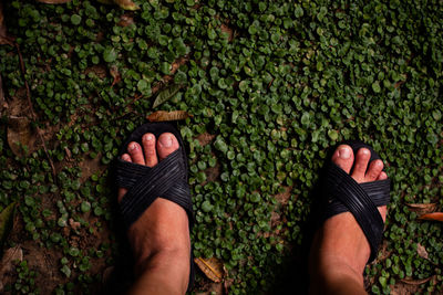 Low section of person standing by plants