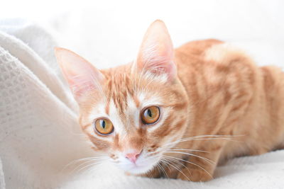 Close-up portrait of a cat