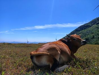 View of horse on field