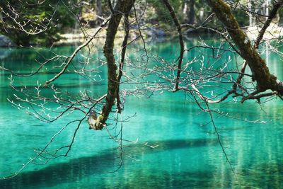 Reflection of tree in lake