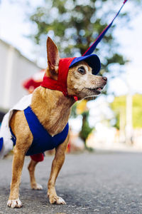 Low angle view of dog in pet clothing standing on street