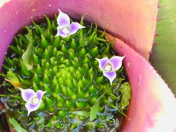 Close-up high angle view of flowers