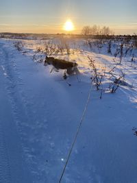 Dog on snow covered field against sky