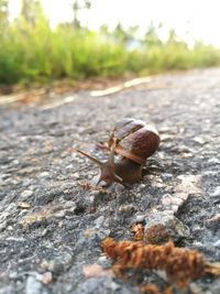 Close-up of snail on leaf