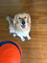 High angle view of ball and dog at home