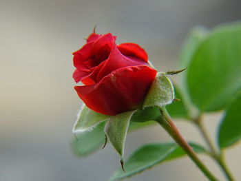 Close-up of rose plant