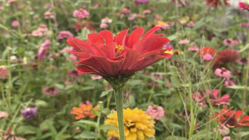 Close-up of red flowering plant