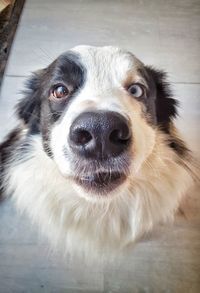 Close-up portrait of a dog