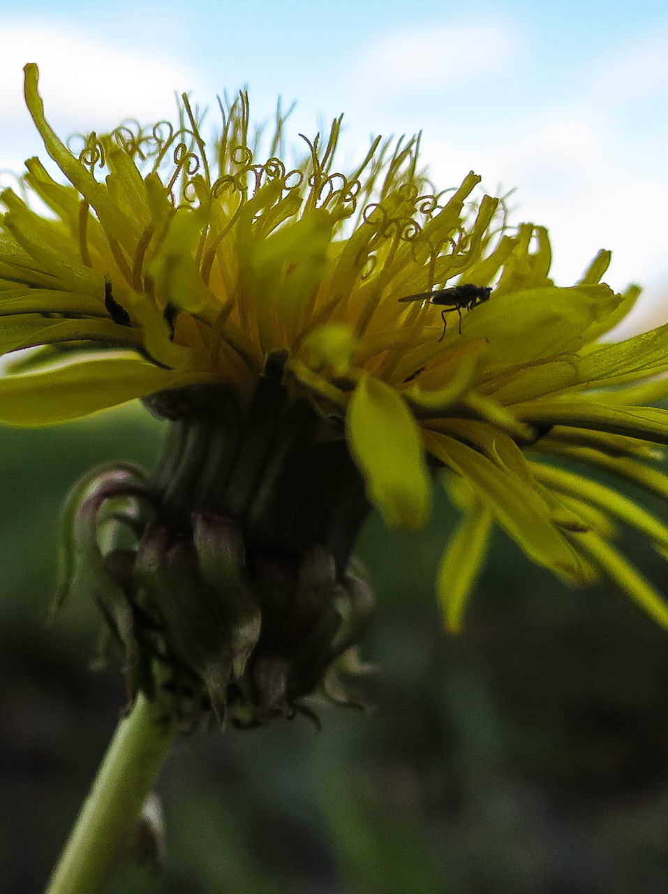 flower, growth, freshness, fragility, flower head, close-up, petal, beauty in nature, plant, nature, focus on foreground, single flower, stem, blooming, bud, leaf, yellow, botany, in bloom, green color