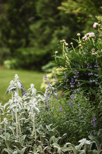 Close-up of purple flowering plant