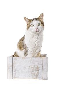 Portrait of cat sitting against white background