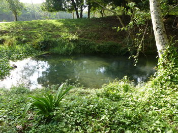 Scenic view of lake in forest