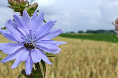 Close-up of purple flower