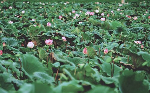 Close-up of flowering plant leaves on field