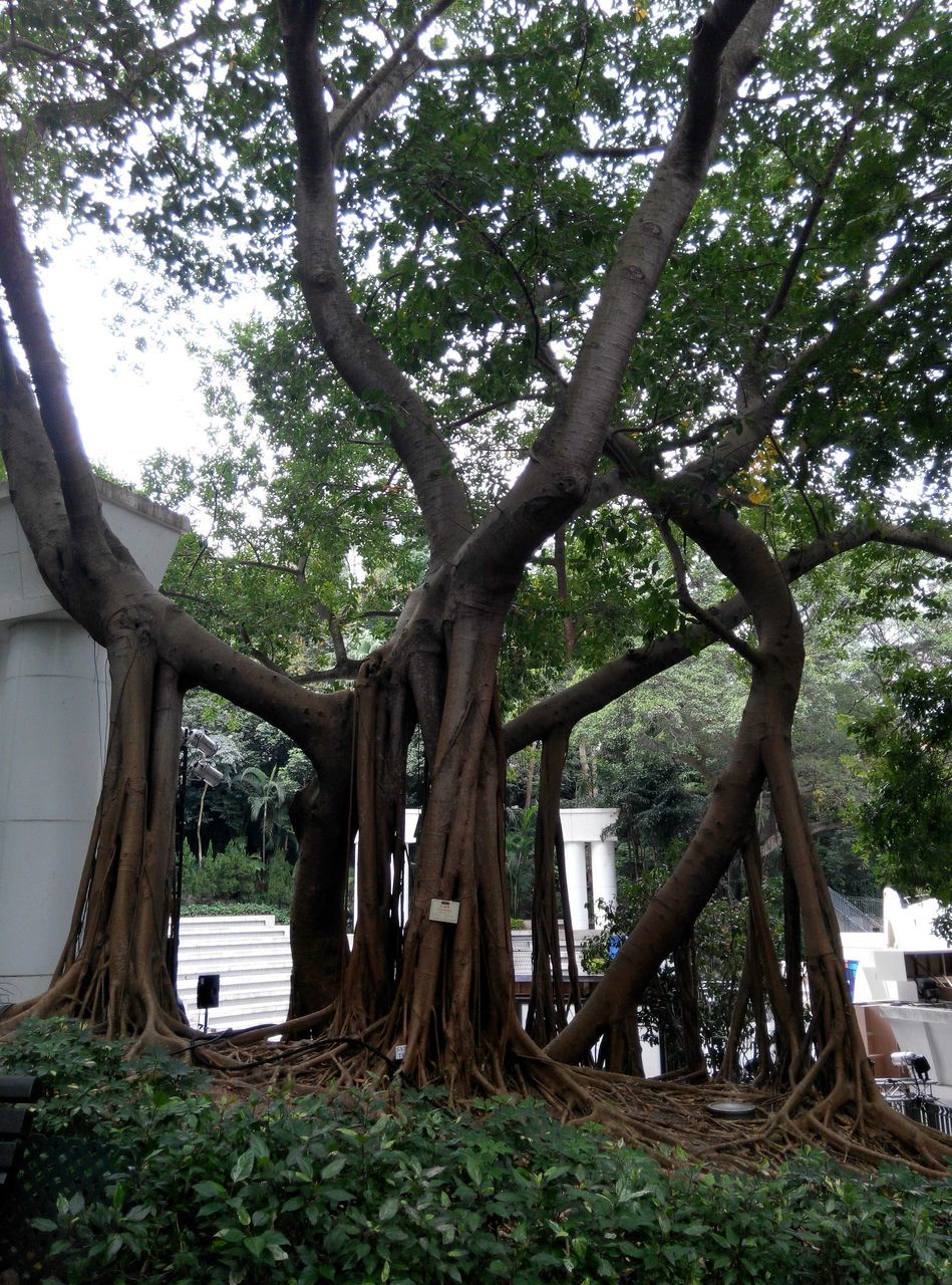 tree, tree trunk, growth, branch, transportation, built structure, sunlight, nature, day, land vehicle, park - man made space, outdoors, tranquility, mode of transport, architecture, sky, old, wood - material, no people, car