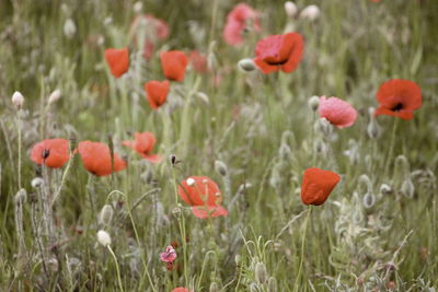 Close-up of red poppy flowers on field