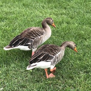 Duck on a field