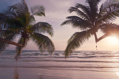 Palm tree by sea against sky during sunset