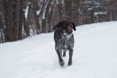 Hunting dog, german drathaar in winter in the field. winter hunting. . high quality photo