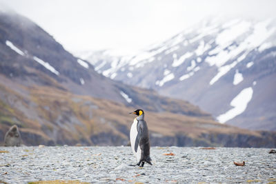 Penguin perching against snowcapped mountain