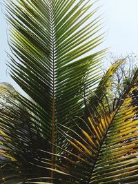 Close-up of palm tree leaves